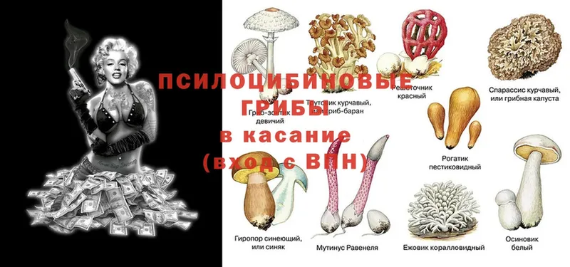 купить наркоту  Комсомольск  Галлюциногенные грибы Psilocybine cubensis 